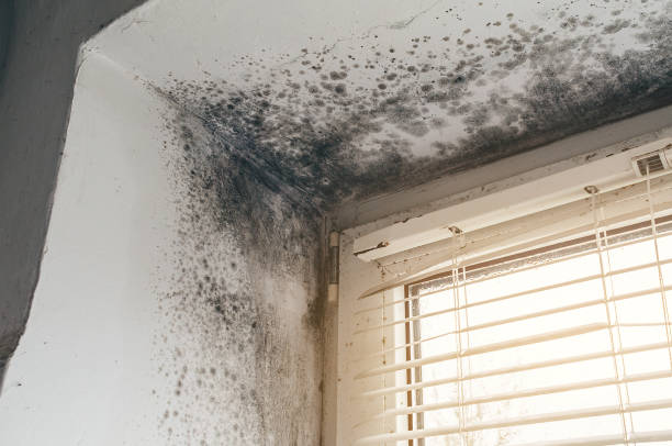 Affordable Mold Remediation solutions in Hope Mills, NC